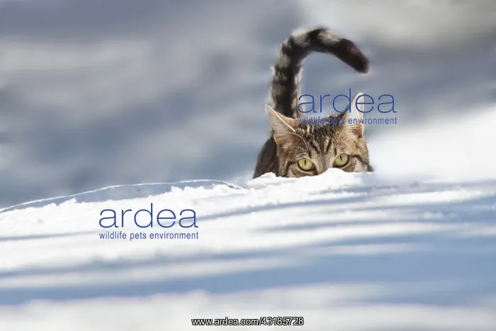 : Cat walking through fresh snow, Bavaria, Germany : Cat walking through fresh snow, Bavaria, Germany
