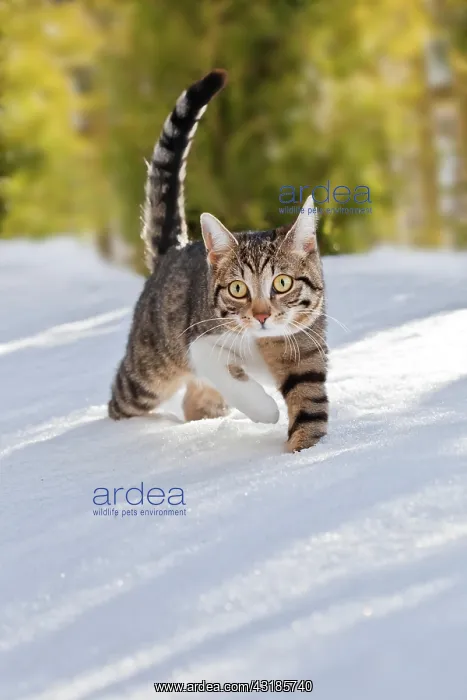 : Cat walking through fresh snow, Bavaria, Germany : Cat walking through fresh snow, Bavaria, Germany