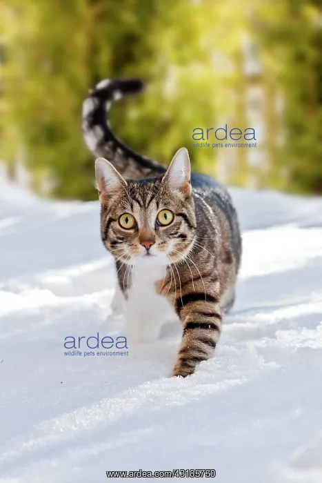 : Cat walking through fresh snow, Bavaria, Germany : Cat walking through fresh snow, Bavaria, Germany