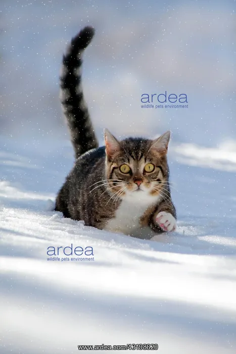 : Cat walking through fresh snow, Bavaria, Germany : Cat walking through fresh snow, Bavaria, Germany