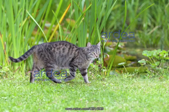 : Cat - walking through garden : Cat - walking through garden
