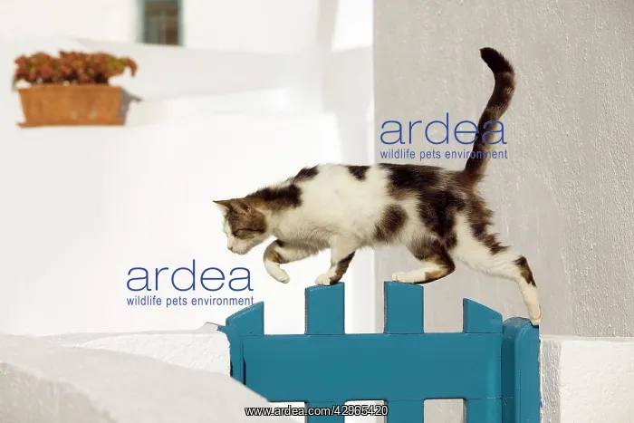 : Cat - walking over gate - Stray : Cat - walking over gate - Stray