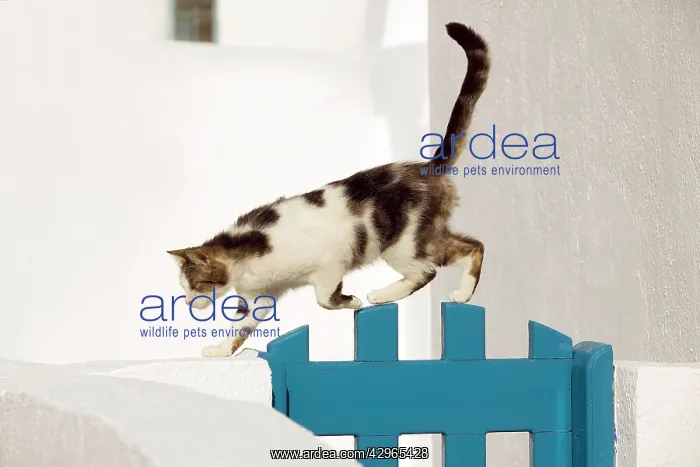 : Cat - walking over gate - Stray : Cat - walking over gate - Stray