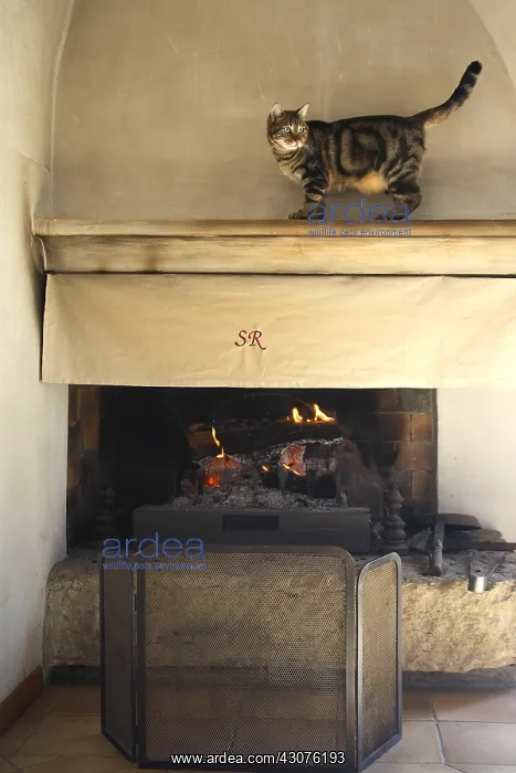 : Cat walking on the ledge of a chimney