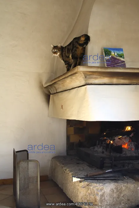 : Cat walking on the ledge of a chimney : Cat walking on the ledge of a chimney
