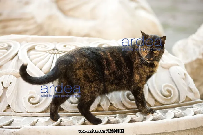 : Cat - walking on marble monuments : Cat - walking on marble monuments