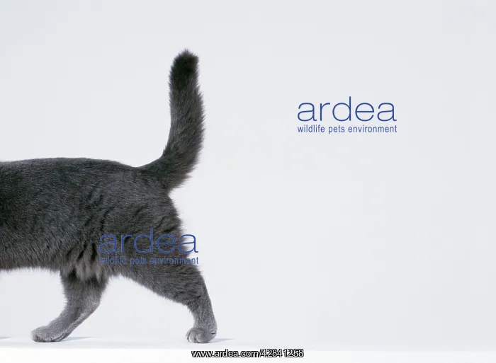 : CAT - walking sequence : CAT - walking sequence