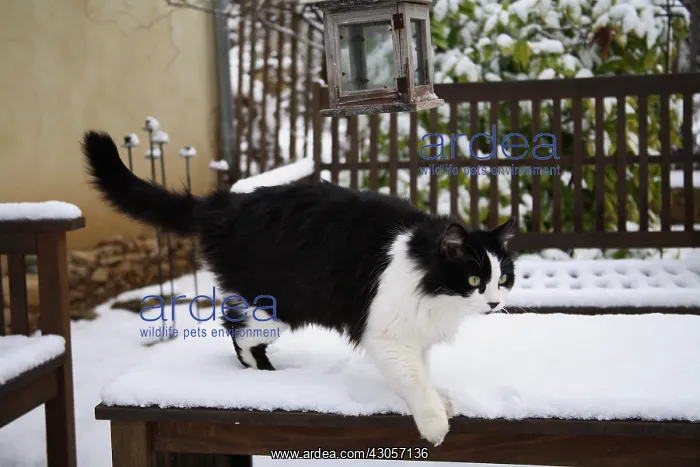  : Cat walking on a table covered with snow