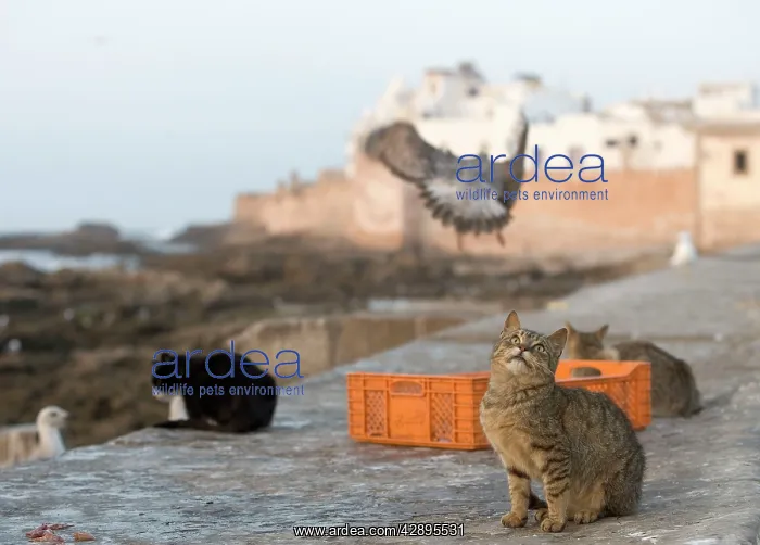  : Cat - on wall