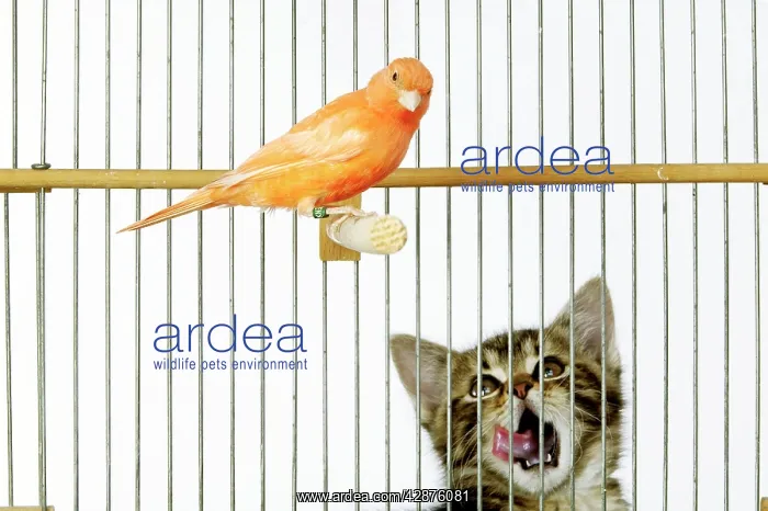  : Cat - watching caged Canary bird, licking lips
