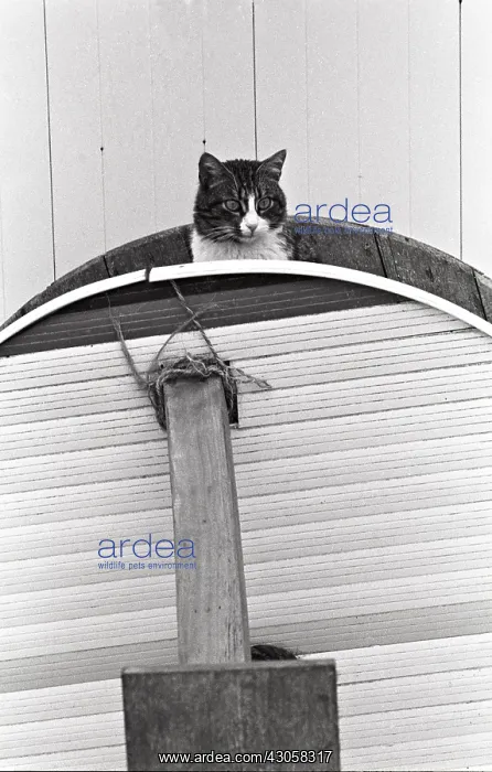 : Cat watching from the top Refuge of Beauregard France : Cat watching from the top Refuge of Beauregard France
