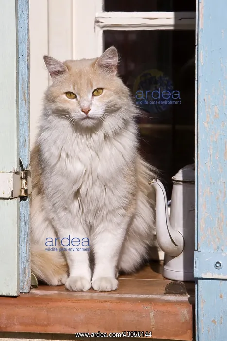 : Cat watching sat on a window sill Provence : Cat watching sat on a window sill Provence