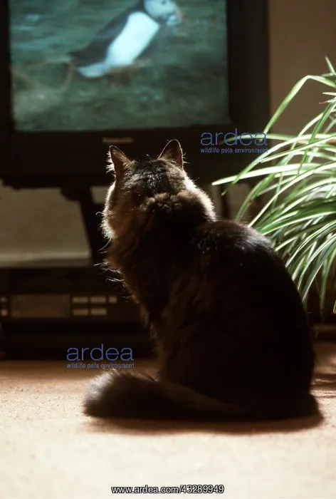 : CAT - watching television : CAT - watching television