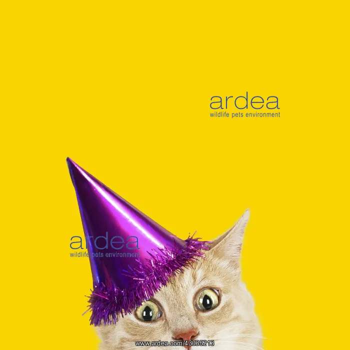  : Cat, wearing Birthday party hat looking surprised