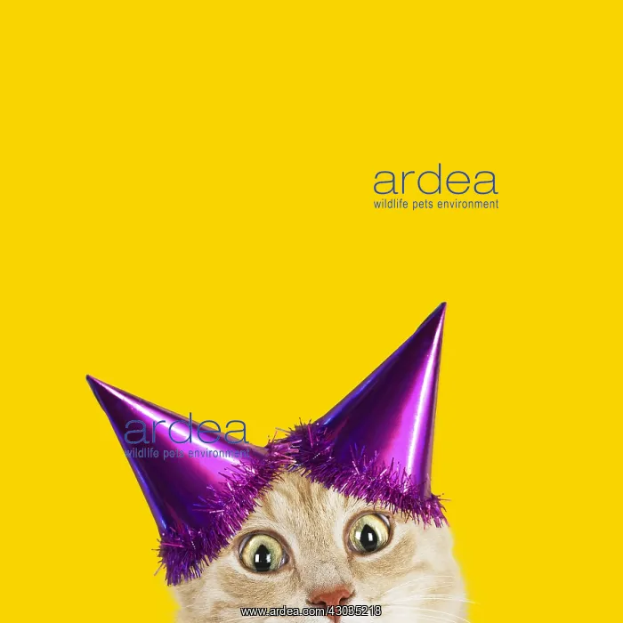 : Cat, wearing Birthday party hat looking surprised : Cat, wearing Birthday party hat looking surprised
