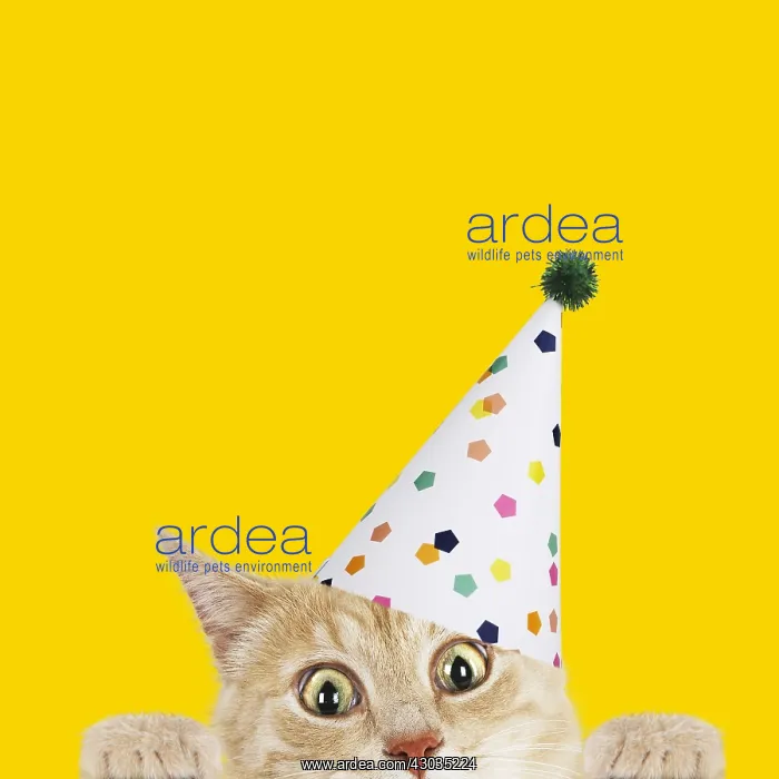  : Cat, wearing Birthday party hat looking surprised