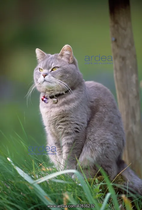 : Cat - wearing collar with bells to warn birds : Cat - wearing collar with bells to warn birds