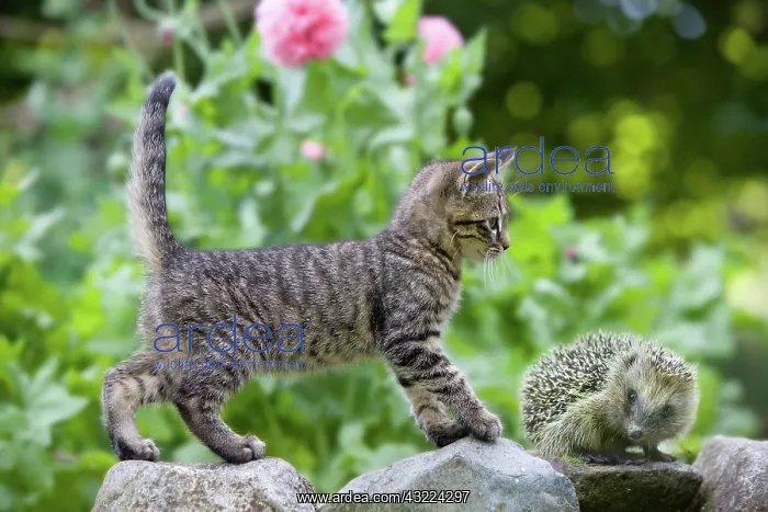 : Cat Western european hedgehog - Alsace : Cat Western european hedgehog - Alsace