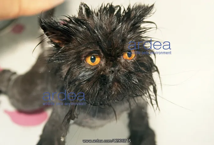  : CAT - wet after bath