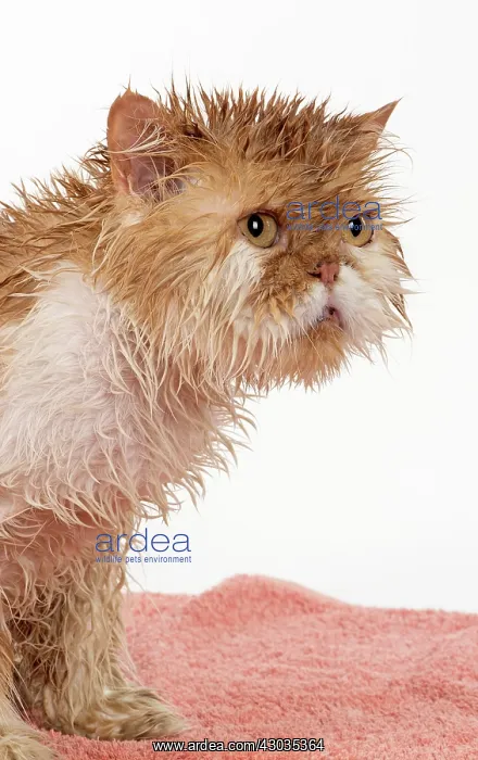 : CAT. wet ginger & white ( Persian ) Cat CAT : CAT. wet ginger & white ( Persian ) Cat CAT