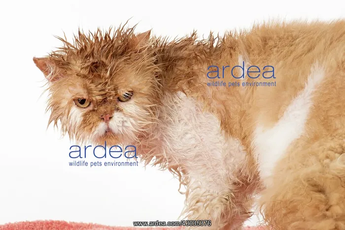 : CAT. wet ginger & white ( Persian ) Cat CAT : CAT. wet ginger & white ( Persian ) Cat CAT