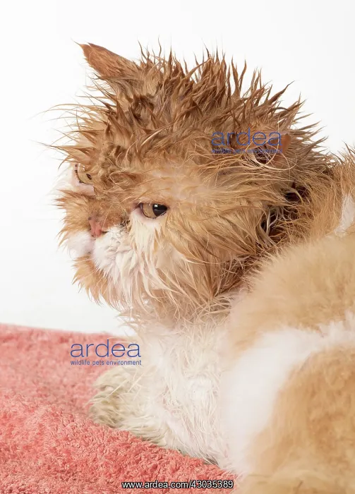 : CAT. wet ginger & white ( Persian ) Cat CAT : CAT. wet ginger & white ( Persian ) Cat CAT