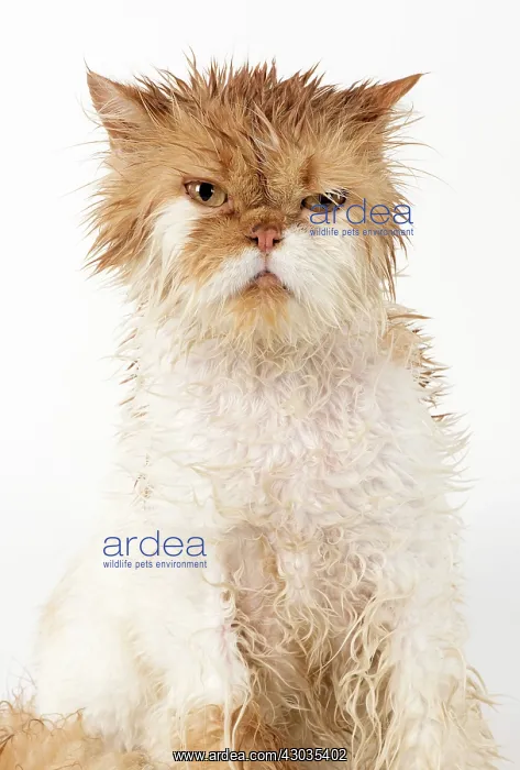 : CAT. wet ginger & white ( Persian ) Cat CAT : CAT. wet ginger & white ( Persian ) Cat CAT