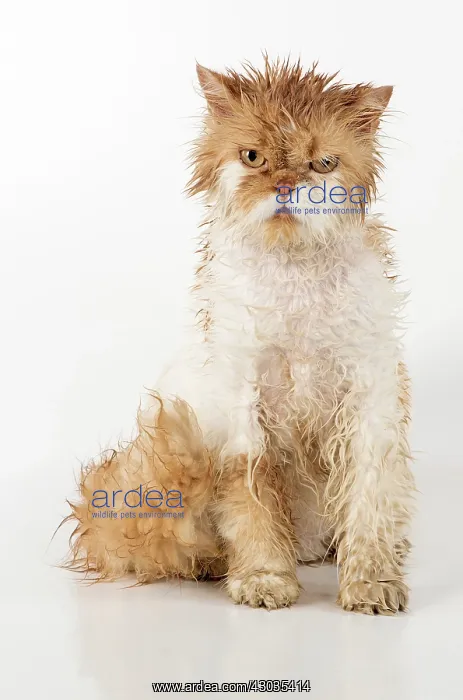 : CAT. wet ginger & white ( Persian ) Cat CAT : CAT. wet ginger & white ( Persian ) Cat CAT