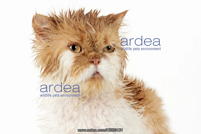 : CAT. wet ginger & white ( Persian ) Cat CAT : CAT. wet ginger & white ( Persian ) Cat CAT