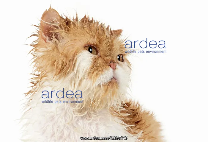 : CAT. wet ginger & white ( Persian ) Cat CAT : CAT. wet ginger & white ( Persian ) Cat CAT