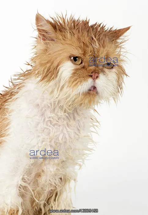 : CAT. wet ginger & white ( Persian ) Cat CAT : CAT. wet ginger & white ( Persian ) Cat CAT