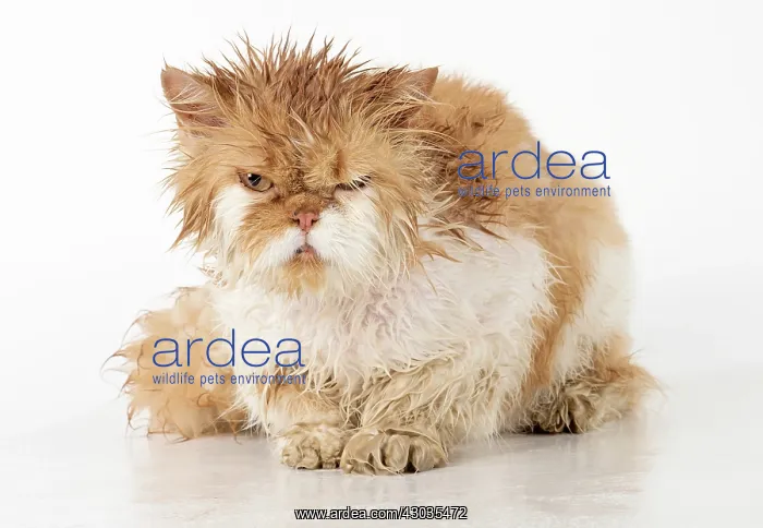 : CAT. wet ginger & white ( Persian ) Cat CAT : CAT. wet ginger & white ( Persian ) Cat CAT