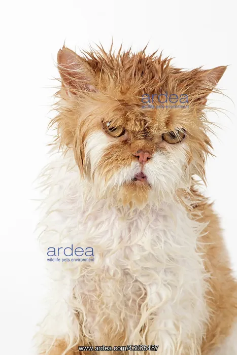 : CAT. wet ginger & white ( Persian ) Cat CAT : CAT. wet ginger & white ( Persian ) Cat CAT