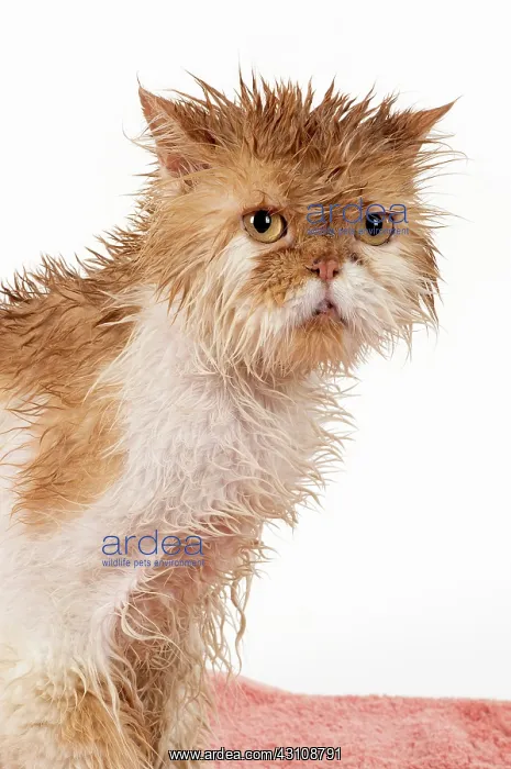 : CAT. wet ginger & white ( Persian ) Cat CAT : CAT. wet ginger & white ( Persian ) Cat CAT