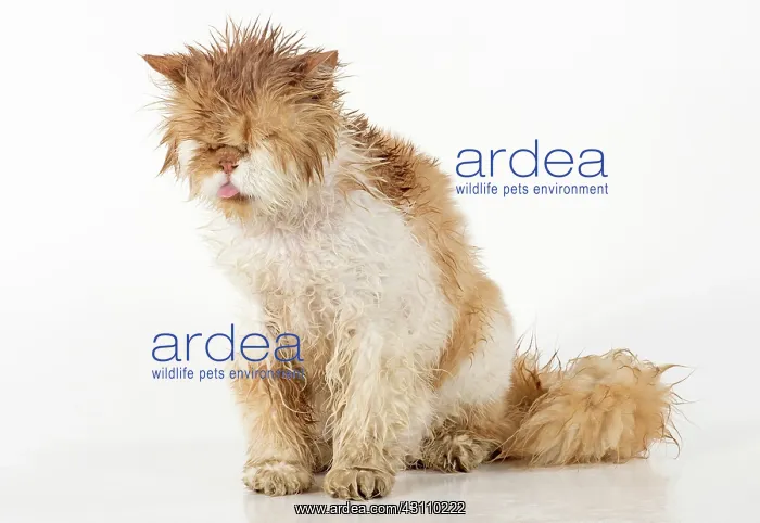 : CAT. wet ginger & white ( Persian ) Cat CAT : CAT. wet ginger & white ( Persian ) Cat CAT