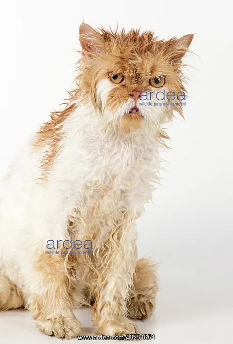  : CAT. wet ginger & white ( Persian ) Cat CAT
