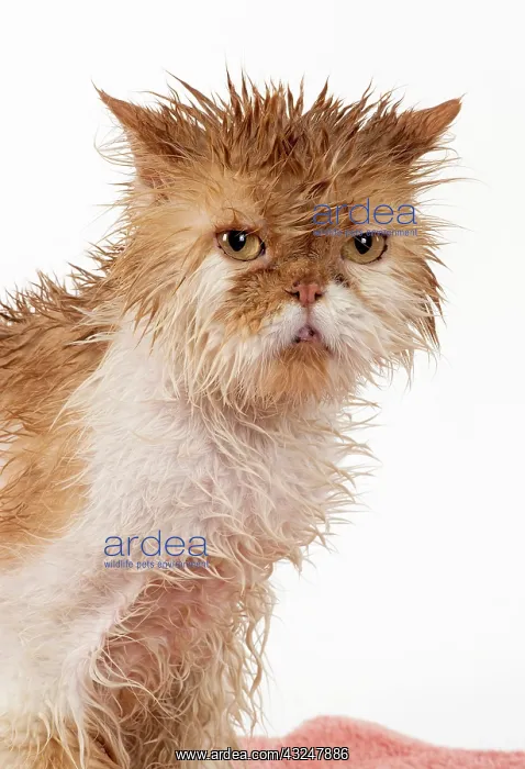 : CAT. wet ginger & white ( Persian ) Cat CAT : CAT. wet ginger & white ( Persian ) Cat CAT