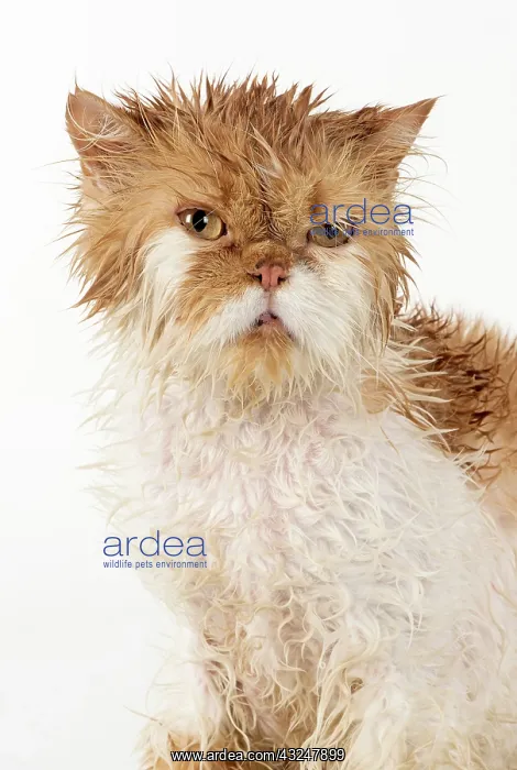 : CAT. wet ginger & white ( Persian ) Cat CAT : CAT. wet ginger & white ( Persian ) Cat CAT