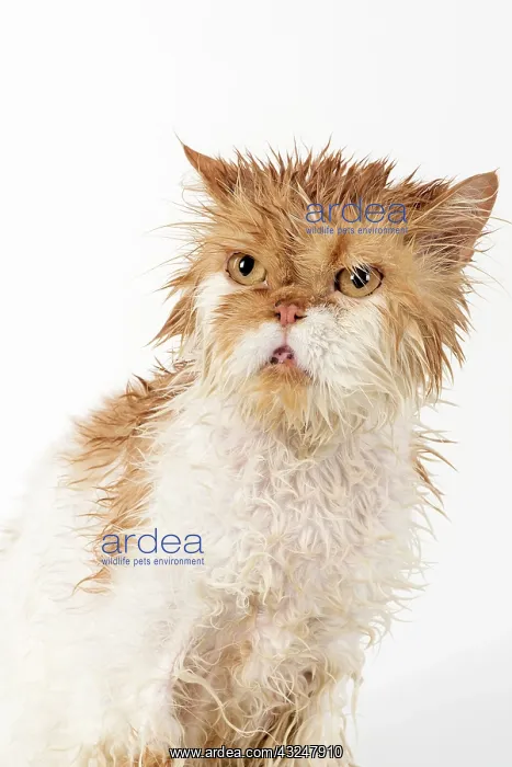 : CAT. wet ginger & white ( Persian ) Cat CAT : CAT. wet ginger & white ( Persian ) Cat CAT