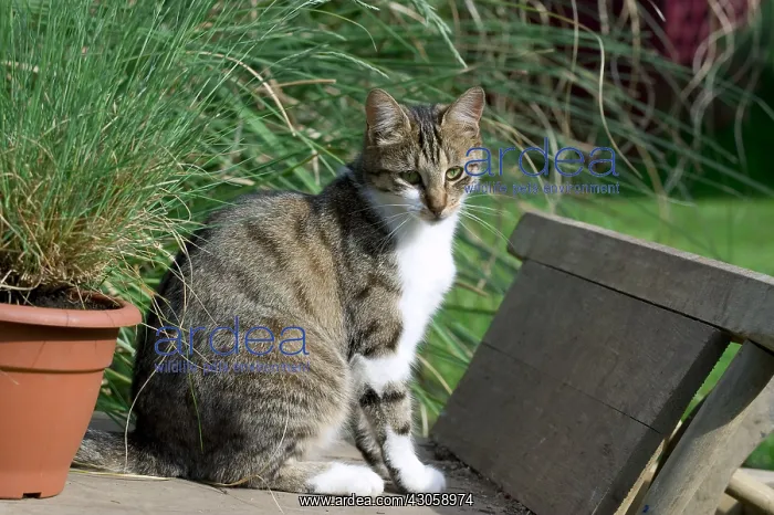 : Cat on a wheelbarrow in the garden : Cat on a wheelbarrow in the garden