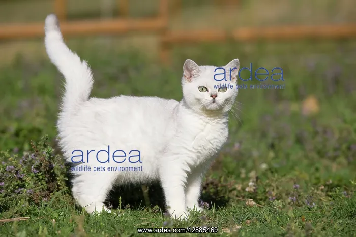  : Cat - white British shorthair
