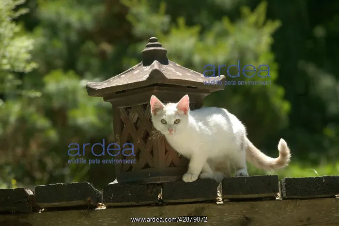  : Cat - White cat in garden