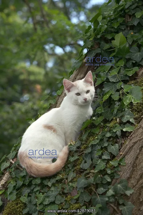  : Cat - White cat in tree