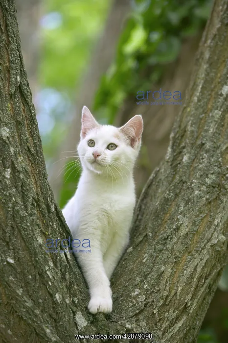  : Cat - White cat in tree fork