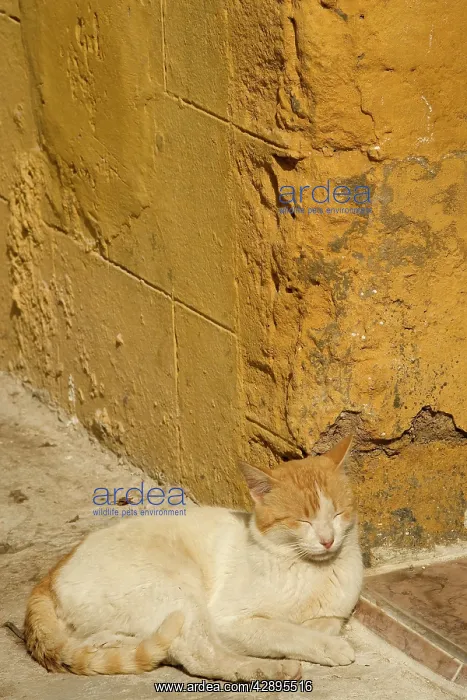 : Cat - white & ginger sleeping in sunshine : Cat - white & ginger sleeping in sunshine