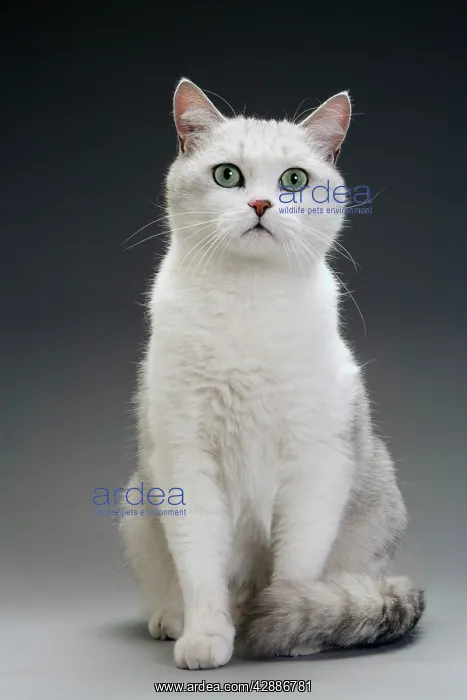 : Cat - white & grey cat in studio : Cat - white & grey cat in studio