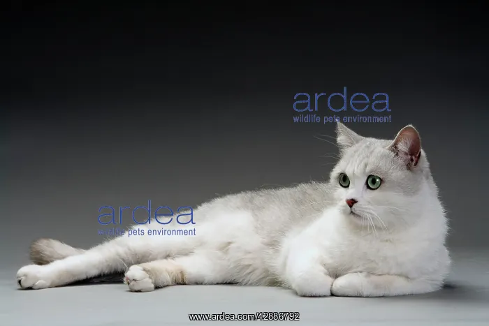 : Cat - white & grey cat in studio : Cat - white & grey cat in studio