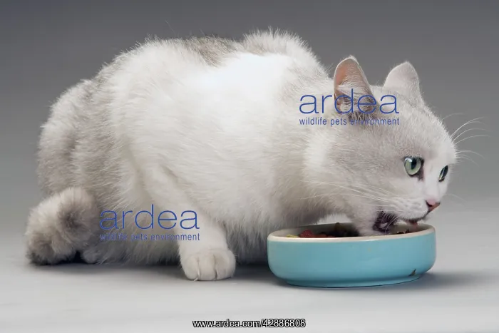 : Cat - white & grey cat in studio eating from a bowl : Cat - white & grey cat in studio eating from a bowl