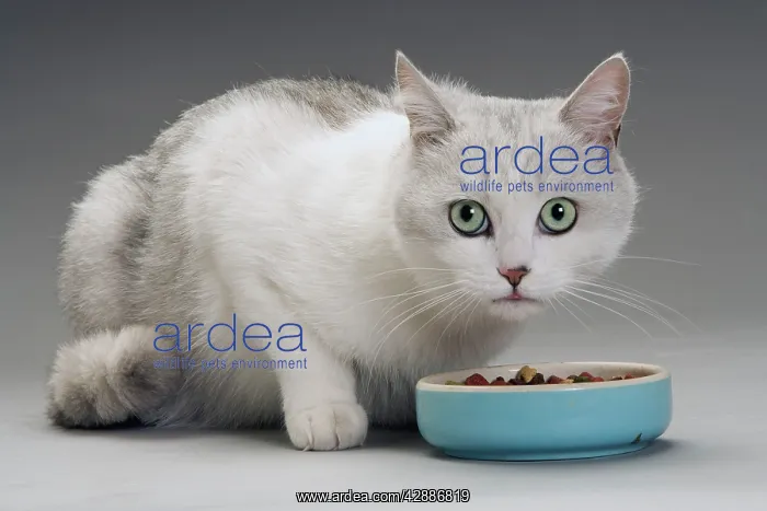 : Cat - white & grey cat in studio eating from a bowl : Cat - white & grey cat in studio eating from a bowl