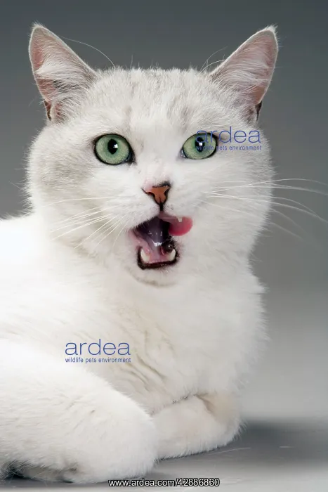 : Cat - white & grey cat in studio licking lips : Cat - white & grey cat in studio licking lips